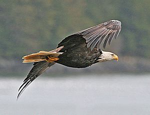 Haliaeetus leucocephalus-ad-flight-USFWS