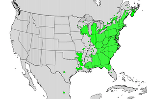 Hamamelis virginiana map.png