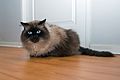 Himalayan Cat