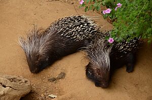 Hystrix africaeaustralis Blijdorp Rotterdam.JPG