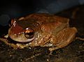 Litoria rheocola face