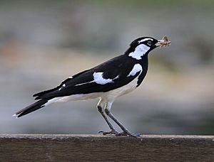 Magpie Lark.001