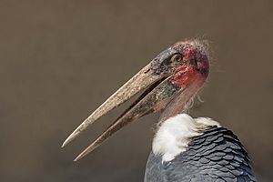 Marabou stork (Leptoptilos crumenifer) head