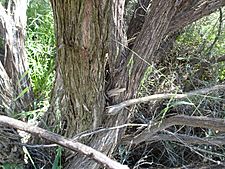 Melaleuca stereophloia (bark)