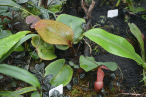 Nepenthes clipeata bogoriense.png