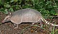 Nine-banded Armadillo