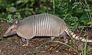 Nine-banded Armadillo.jpg