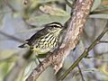 Northern Waterthrush, Parkesia noveboracensis