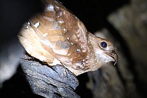 Oilbird (17370415445)