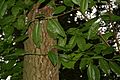 Oxydendron arboreum JPG1