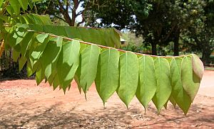 PhyllanthusEmblicaLeaf