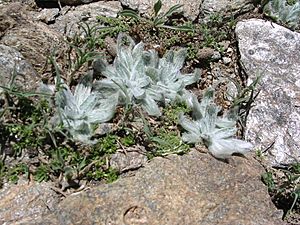 Plantago nivalis.JPG