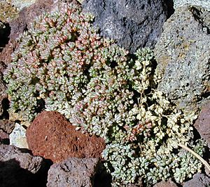 Polycarpon tetraphyllum.jpg