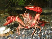 Procambarus clarkii9284477アメリカザリガニ.jpg