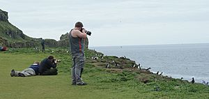 Puffin watching (8958978651)