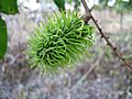 Rambutan Before Ripening