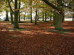 Richmond Park understorey