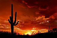 Saguaro Sunset