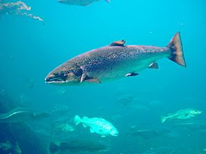 Salmo salar-Atlantic Salmon-Atlanterhavsparken Norway.JPG