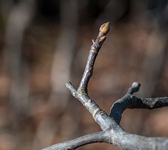 Sand Hickory buds NBG