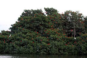 Scarlet ibis (Eudocimus ruber) roosting