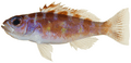 Serranus tortugarum - pone.0010676.g063.png