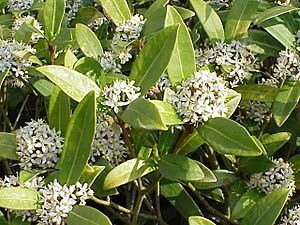 Skimmia reevesiana2.jpg