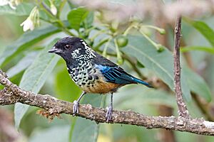 Spangle-cheeked Tanager, Costa Rica