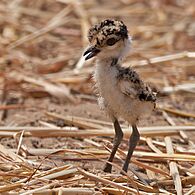 Spur-winged lapwing chick