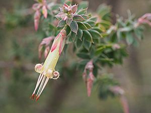 Styphelia perileuca