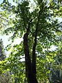 Tall bigleaf maple