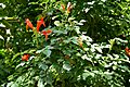 Tecomaria capensis W IMG 1601