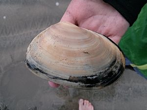 Toheroa at Oreti Beach.jpg