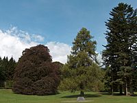 Trees in Coole Park