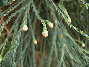 UnopenedMalePollenConesGiantSequoia