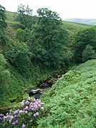 Upper Dodder