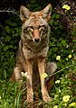 Urban Coyote, Bernal Heights