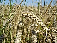 Wheat close-up