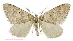 Xanthorhoe frigida female.jpg