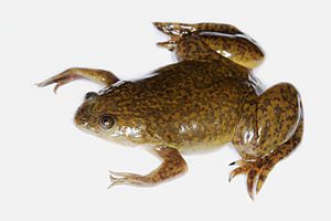 Xenopus laevis 02.jpg