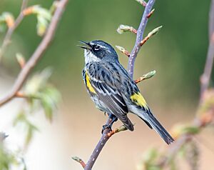 Yellow-rumped warbler singing (41612) (cropped).jpg