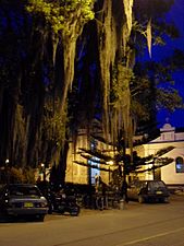 Árbol iluminado en parque principal