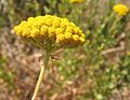 Achillea ageratum corimbo