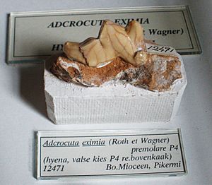 Adcrocuta eximia