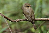 African dusky flycatcher1