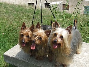 Australian-Silky-Terrier-ofsilkysdream