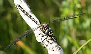 Austroaeschna flavomaculata male front.jpg