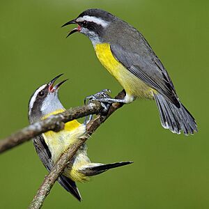 Bananaquits.jpg