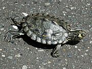 Barbour's Map Turtle kame.jpg