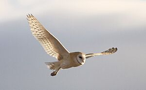 Barn Owl Pyramid Lake 1.jpg